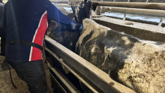 NI farmers urged to act on TB ‘resolved inconclusive animals’