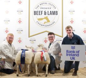 Lambs hit record high of £820 at RUAS championships