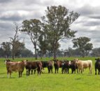Global appetite drives Australian beef exports to ‘new highs’