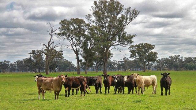 Global appetite drives Australian beef exports to ‘new highs’