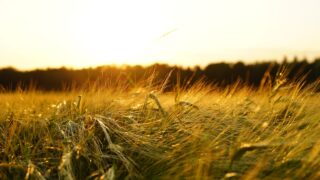 Defra issues final estimate of 2025 harvest for UK