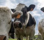 Dairy-beef production ‘set to grow’ across the globe – AHDB