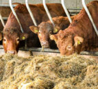 Treating internal parasites this winter