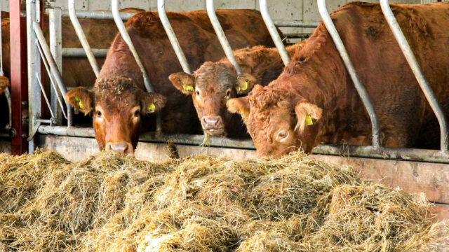 Treating internal parasites this winter