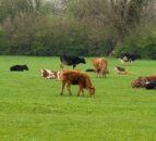 Census: Total cattle numbers drop by 2% in NI since 2024