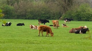 Census: Total cattle numbers drop by 2% in NI since 2024