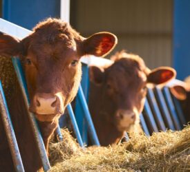 DAERA: Changes to bluetongue movement restrictions in NI