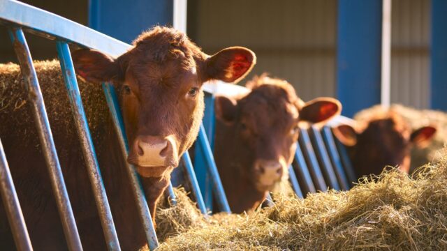 DAERA: Changes to bluetongue movement restrictions in NI