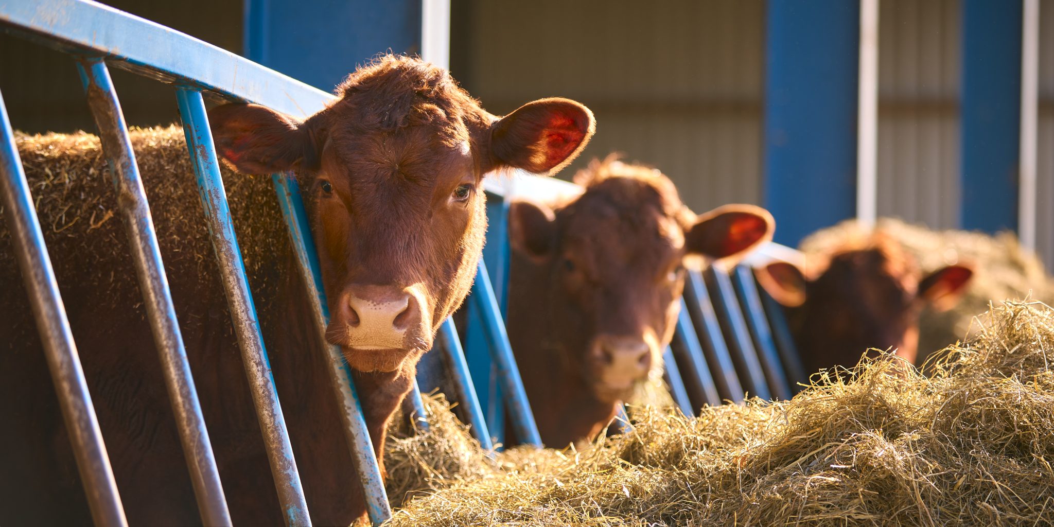 agriland.co.uk - Joe Griffin - DAERA engaged in 'radio silence on key questions' on bluetongue - UFU