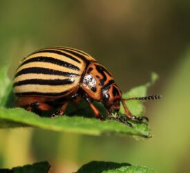 Defra confirms eradication of Colorado potato beetle