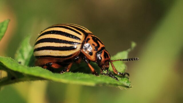 Defra confirms eradication of Colorado potato beetle