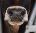 Bluetongue vaccine might ‘not be enough’ to control outbreaks – expert