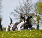 Introduction of bird flu from US dairy cattle to Europe ‘very unlikely’ – EFSA