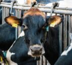 What are the benefits of parlour-training heifers?