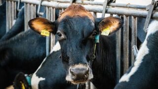 What are the benefits of parlour-training heifers?