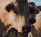 266 cases of bluetongue in GB in 2025 season – Defra