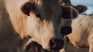 266 cases of bluetongue in GB in 2025 season – Defra