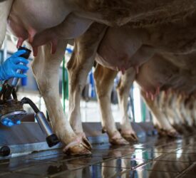 UFU and NFU write to milk processors about ‘responsible behaviour’