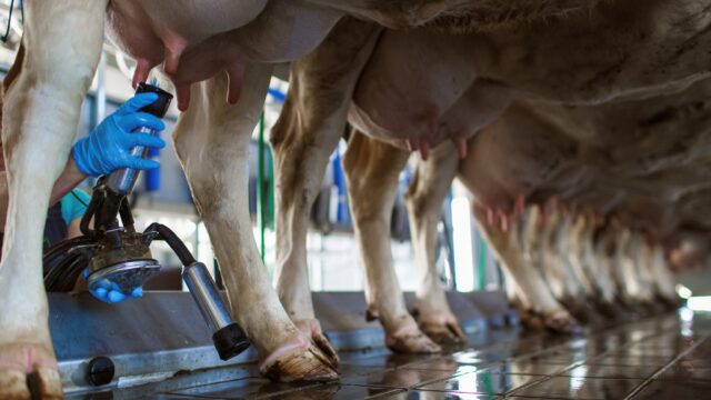 UFU and NFU write to milk processors about ‘responsible behaviour’
