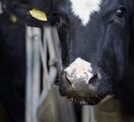 Plans announced to relax bluetongue restrictions on a Co. Down mart