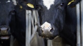 Plans announced to relax bluetongue restrictions on a Co. Down mart