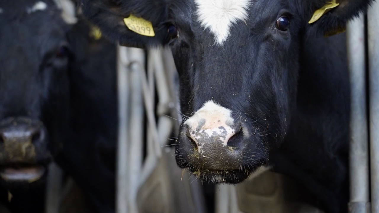Plans announced to relax bluetongue restrictions on a Co. Down mart