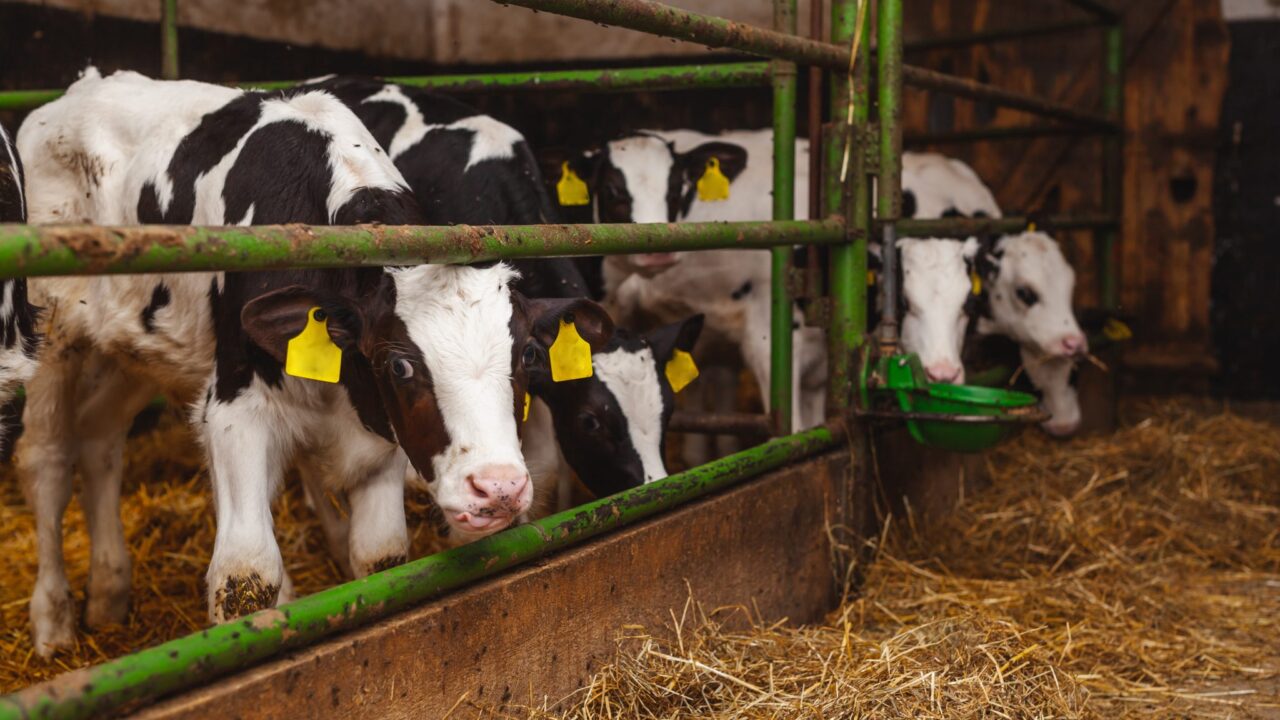 How can good ventilation improve calf welfare?