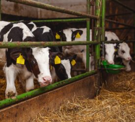 How can good ventilation improve calf welfare?