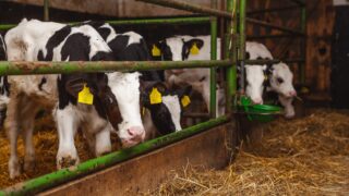 How can good ventilation improve calf welfare?