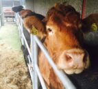 DAERA: Suspected bluetongue in 44 cattle on affected farm