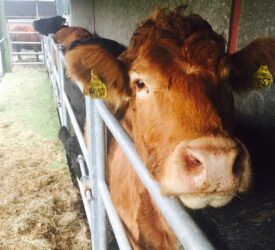 DAERA: Suspected bluetongue in 44 cattle on affected farm