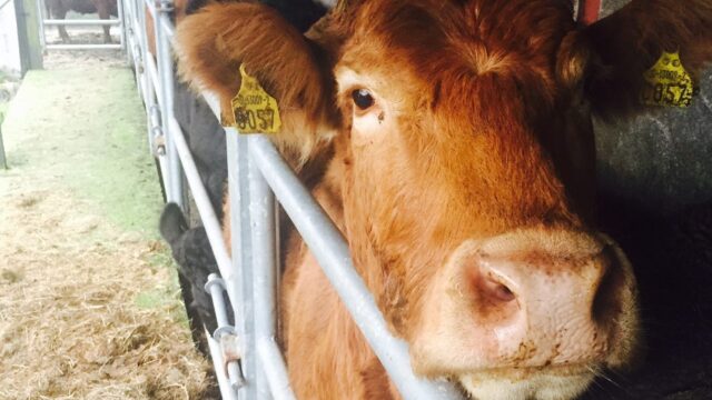 DAERA: Suspected bluetongue in 44 cattle on affected farm