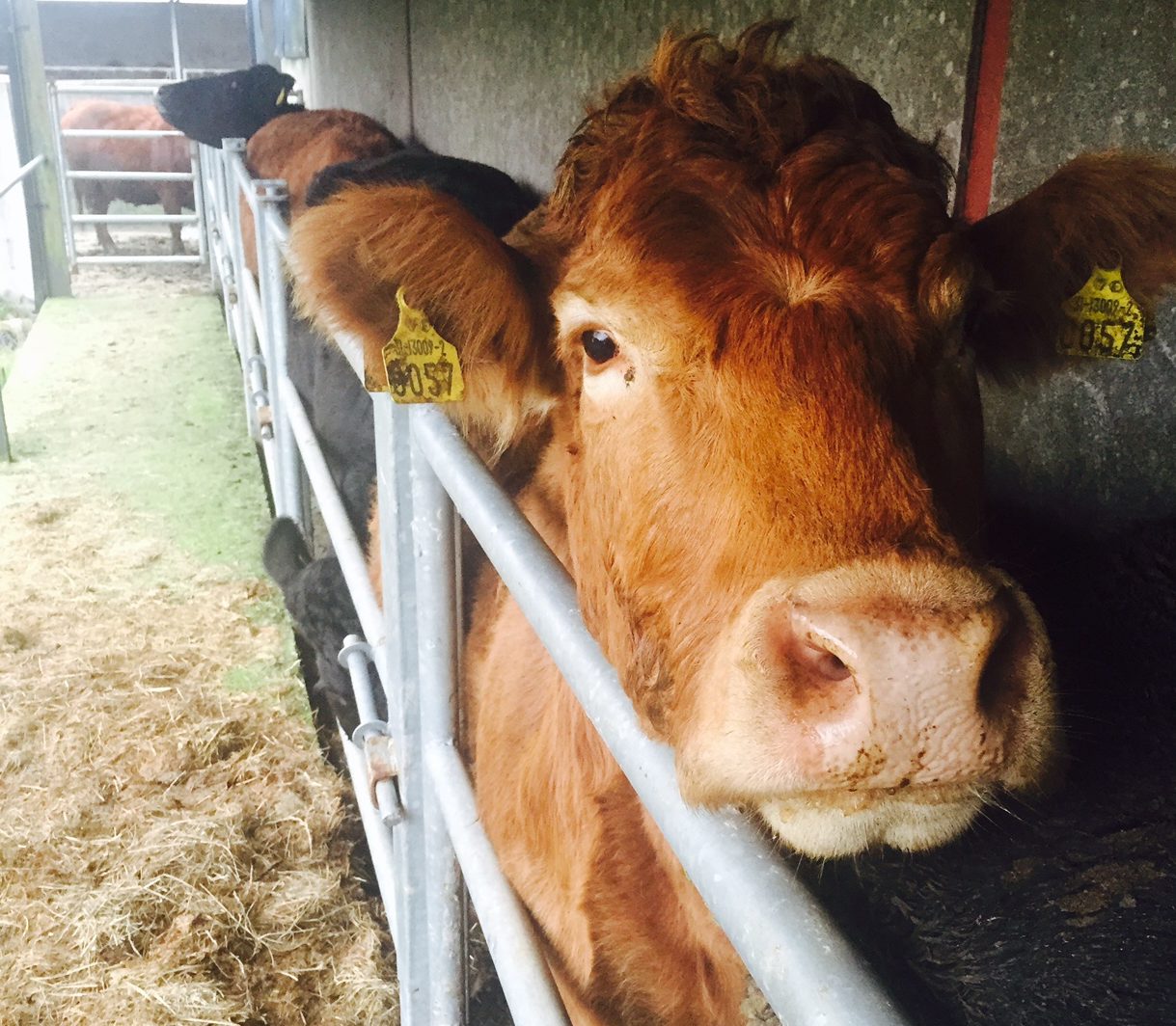 agriland.co.uk - Charles O'Donnell - DAERA: Suspected Bluetongue in 44 cattle on affected farm