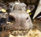 New suspected case of bluetongue under investigation in Co. Down