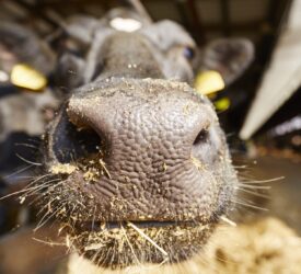 New suspected case of bluetongue under investigation in Co. Down