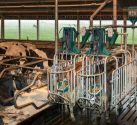 LAMMA sees a golden future ahead of this toilet for cows