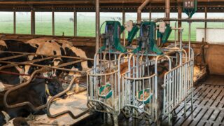 LAMMA sees a golden future ahead of this toilet for cows