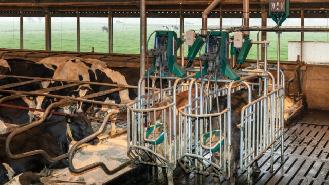 LAMMA sees a golden future ahead of this toilet for cows