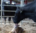 Dairy advice: Time to draw up a herd health plan for 2026