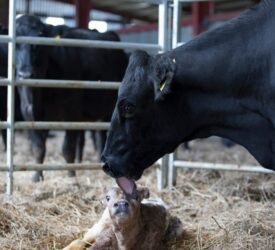 Dairy advice: Time to draw up a herd health plan for 2026