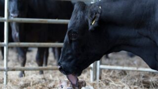 Dairy advice: Time to draw up a herd health plan for 2026