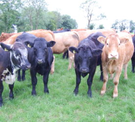 AgriSearch seeks to expand its range of services