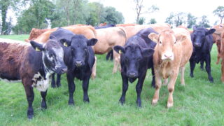 AgriSearch seeks to expand its range of services