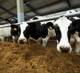 UK Dairy Carbon Network: Sharing insights to cut emissions