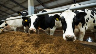 UK Dairy Carbon Network: Sharing insights to cut emissions
