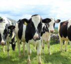 Using data to cut dairy methane emissions