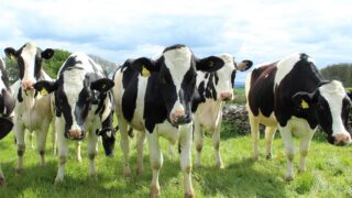 Using data to cut dairy methane emissions