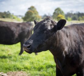 NI farmers urged to ‘opt into’ Beef Carbon Reduction Scheme