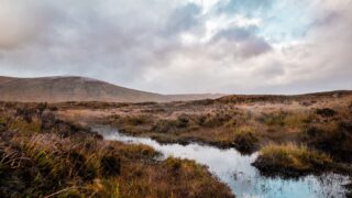Peatland viruses playing ‘active role’ in ecosystem health – research