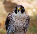 PSNI and NI raptor group part of Wildlife Crime Operation of the Year winners